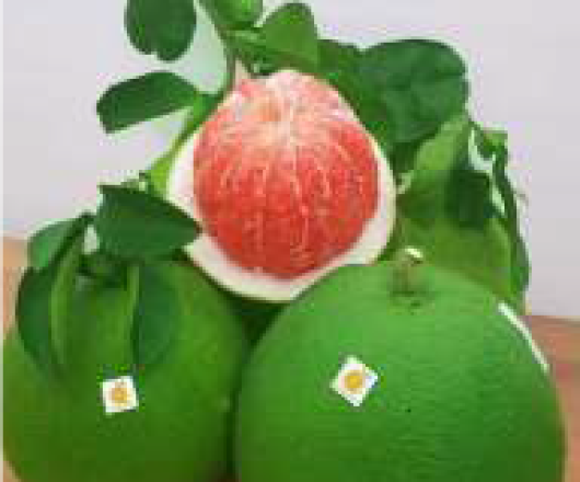 BƯỞI TƯƠI