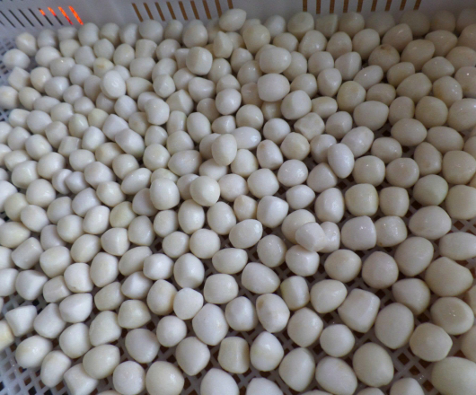 Khoai sọ 