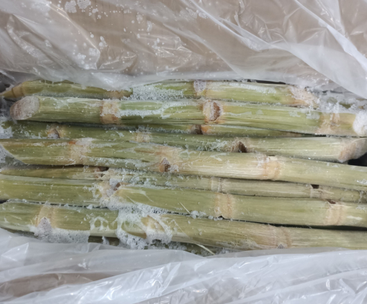 MÍA TƯƠI