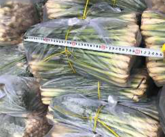 Sả tươi 