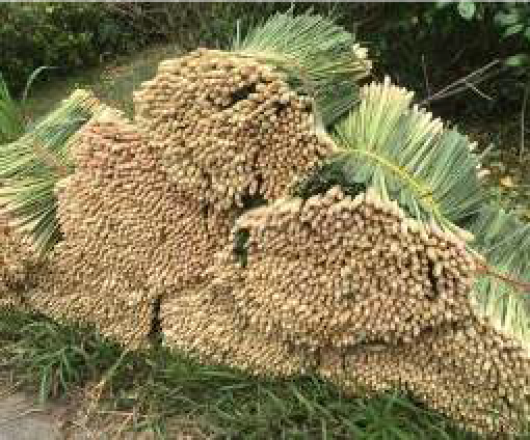 Sả tươi 